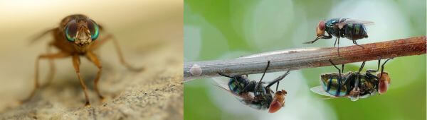 Trappole per tafani e mosche